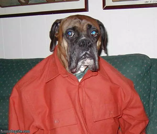 Dog Is All Business
