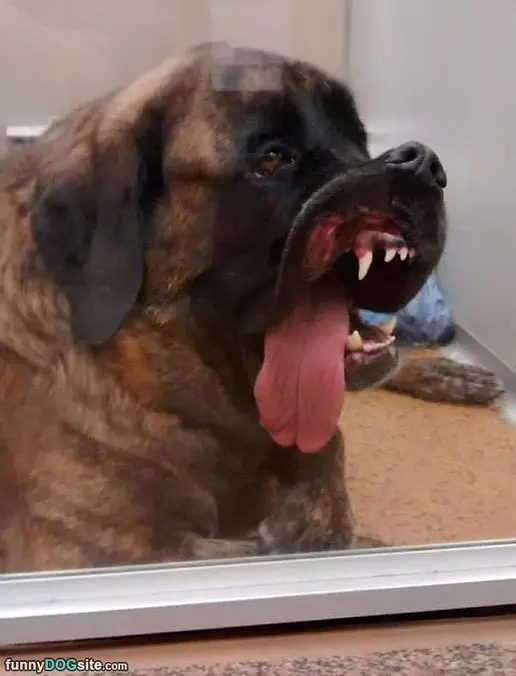 This Dog Is Awesome