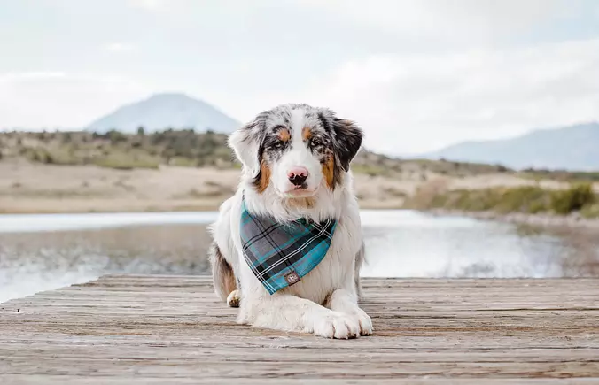 Australian Shepherd