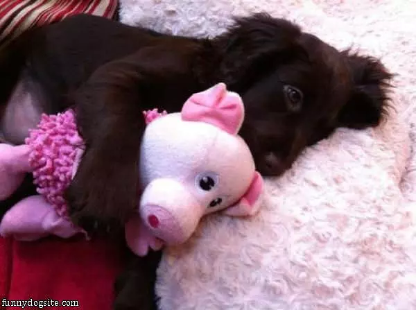 I Am Just Cuddling Puppy