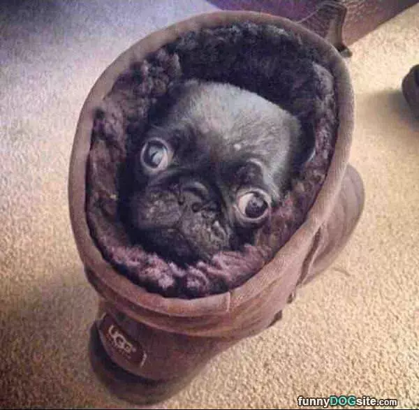 Im In A Shoe