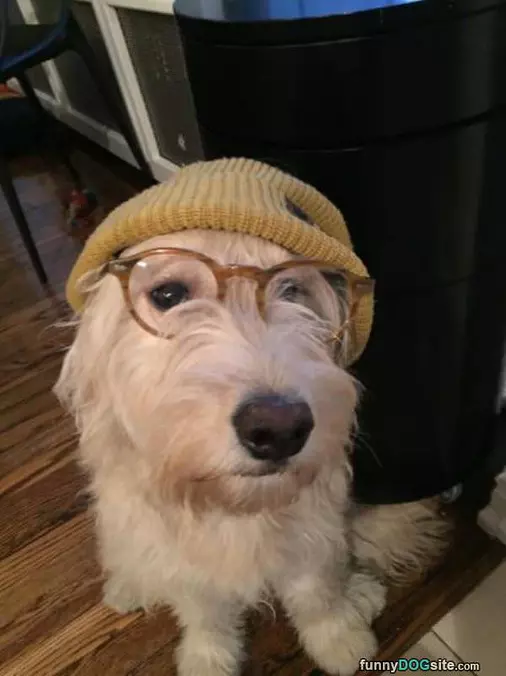 Hipster Dog