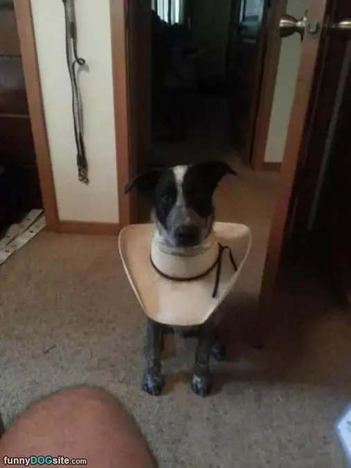 No Cone For This Dog