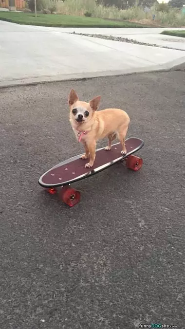 Skateboarder