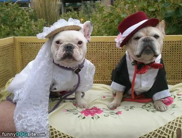 A Fancy Wedding