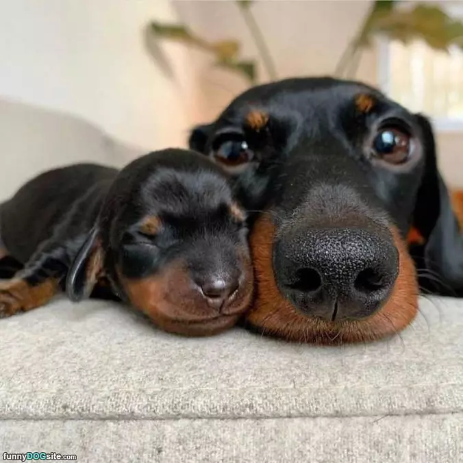 Snuggled Up
