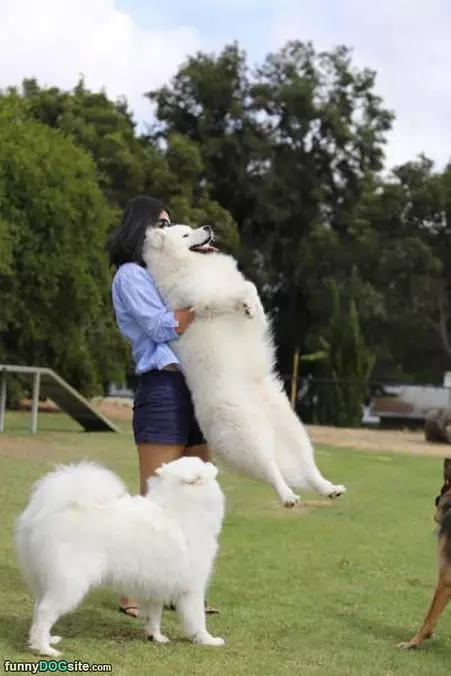 Mr Fluffy