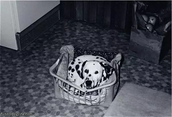 My Favorite Basket