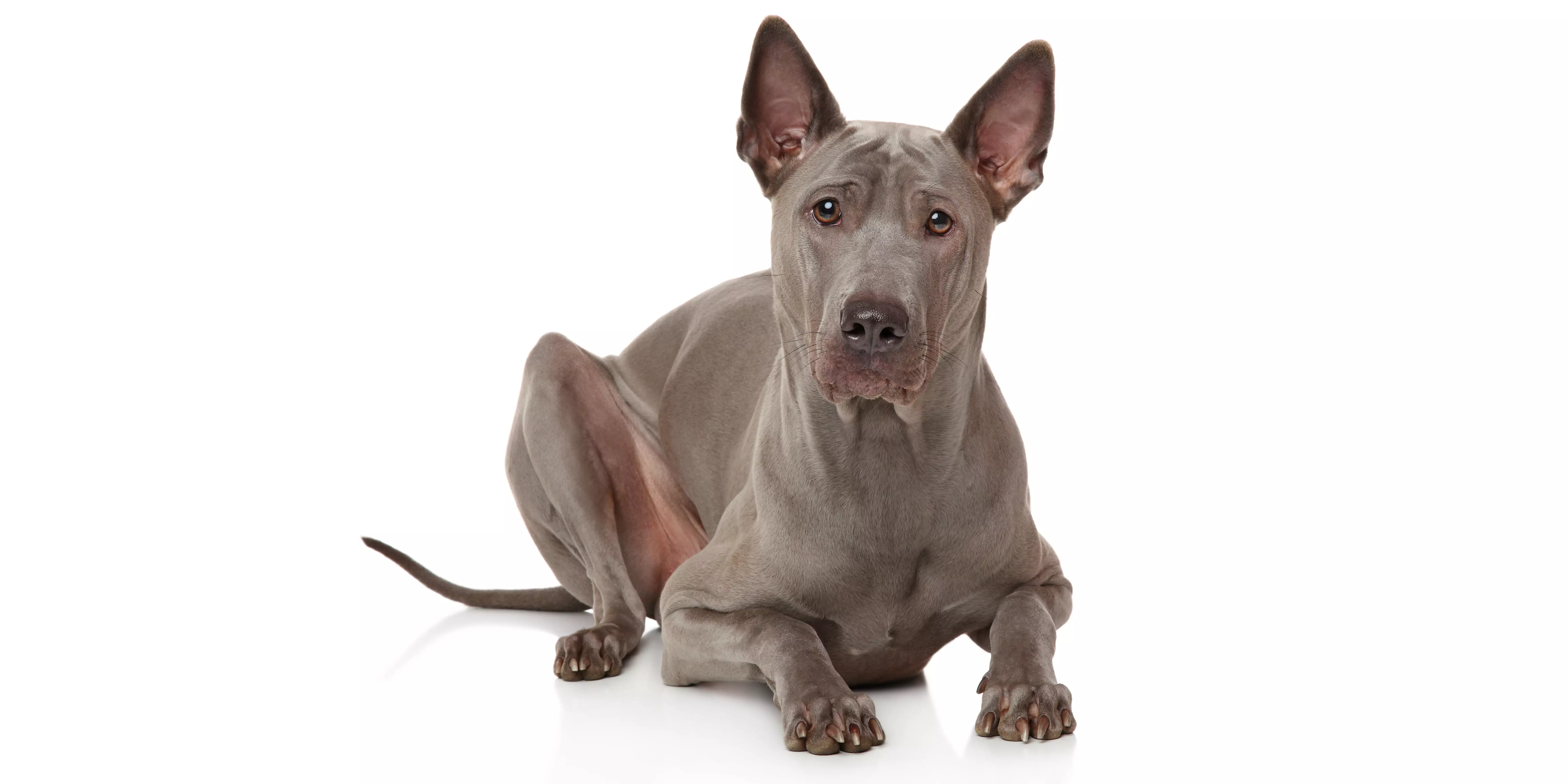 Thai Ridgeback