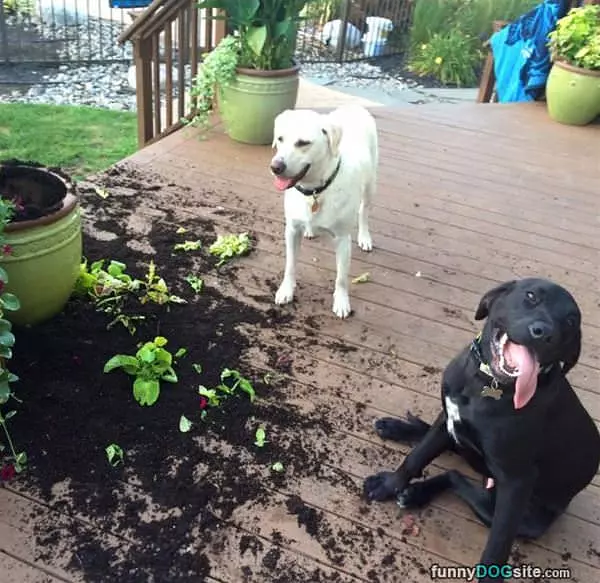 We Are Planting Some Flowers