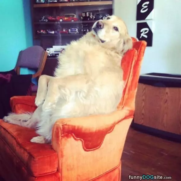 This Chair Is Awesome