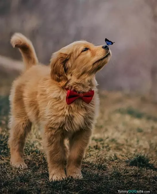 Butterfly On My Nose