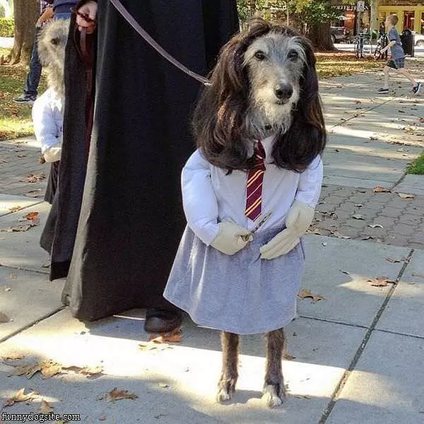 All Dressed Up