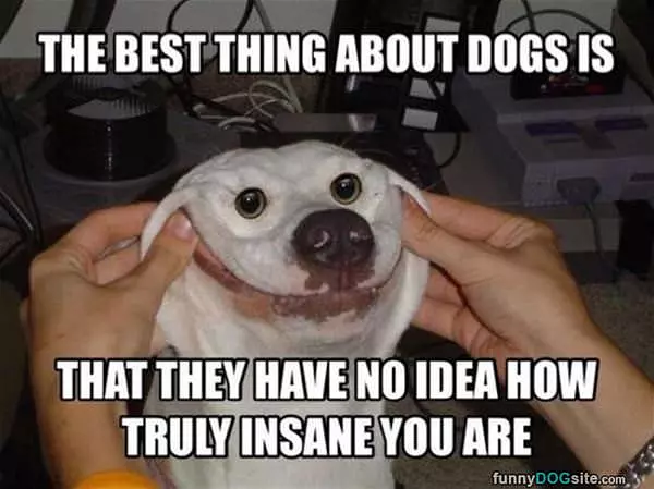 The Best Thing About Dogs