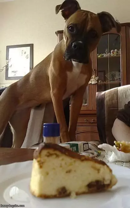 I Want That Cake