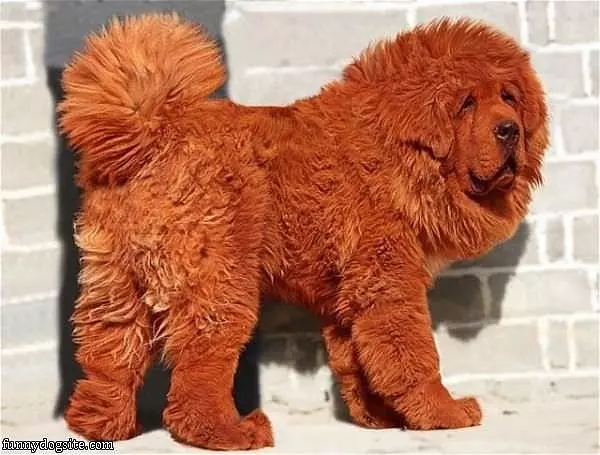 Dog Or A Rug