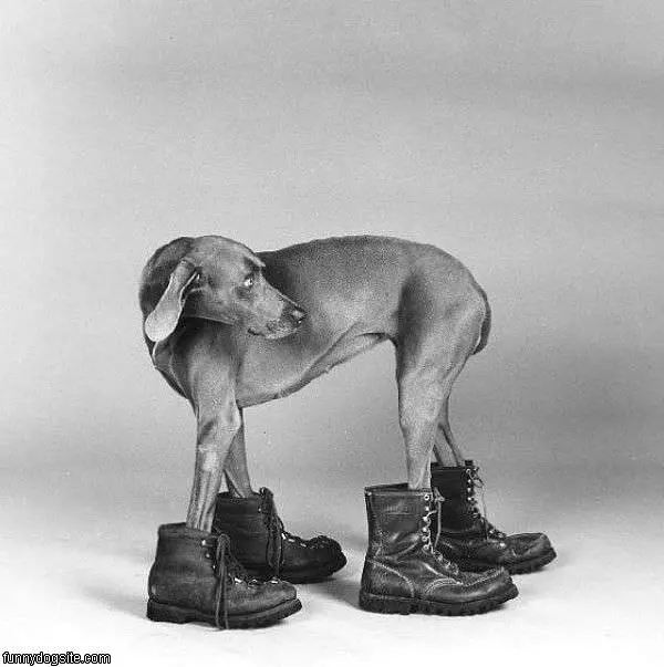 Dog Boots