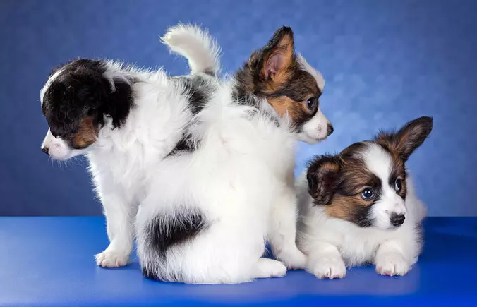 Papillon puppies