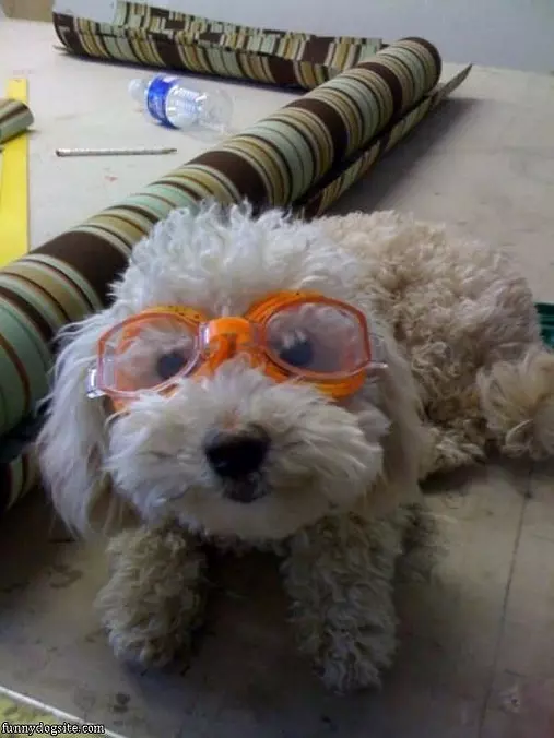 Nice Goggles