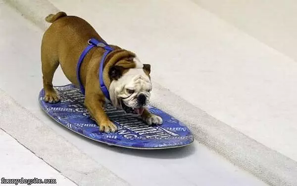Boogie Board