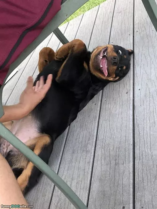 Rub My Belly