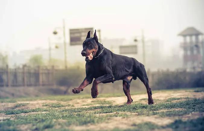 Doberman Pinscher running