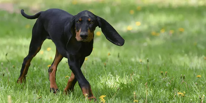Black and Tan Coonhound