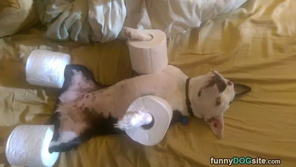 Toilet Paper Dog