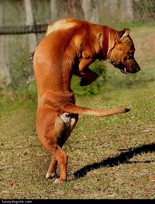 Dancer