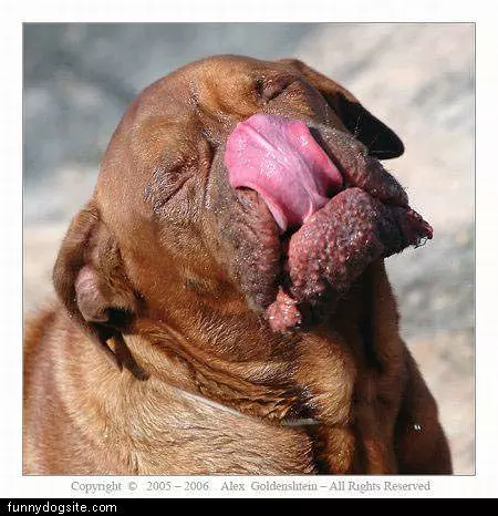 Licking Lips