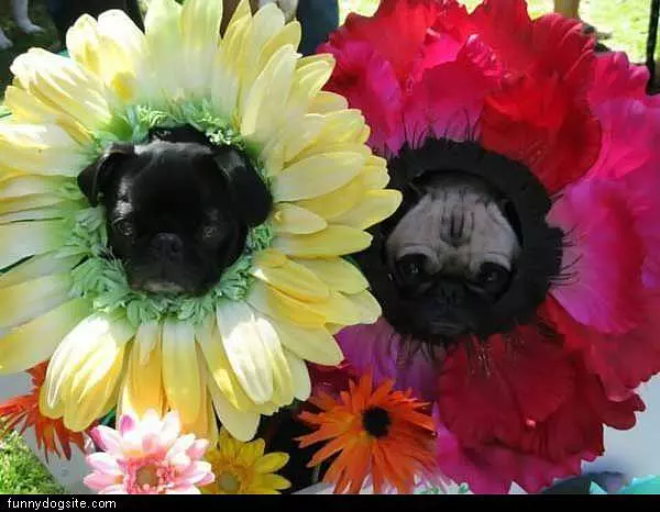 Flower Pugs
