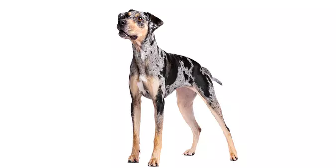 American Leopard Hound