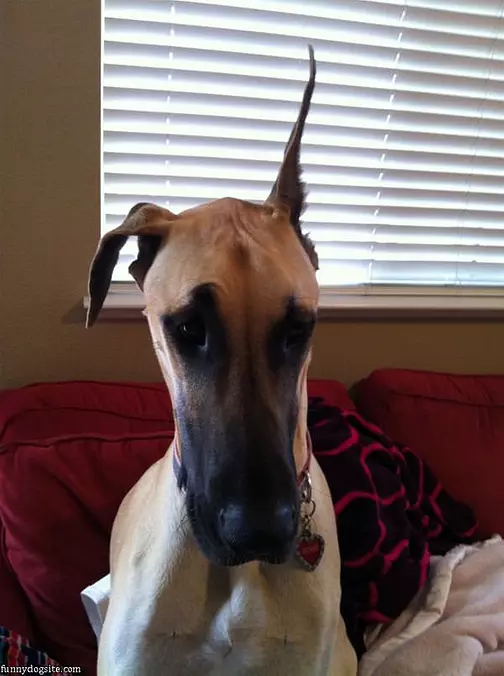 One Ear Up