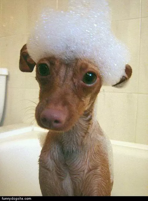 Bubble Head