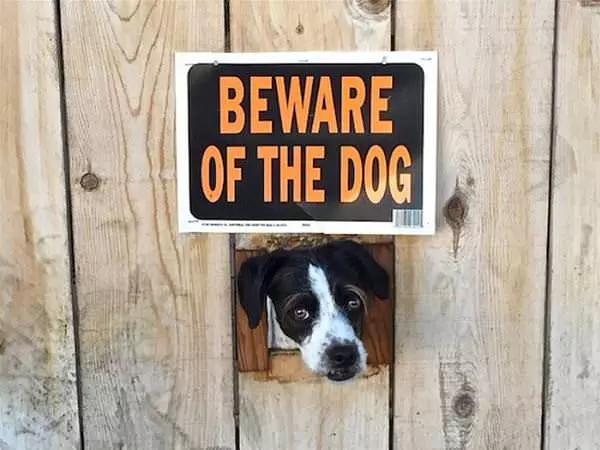 Beware This Dog