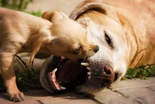 Nom Nom