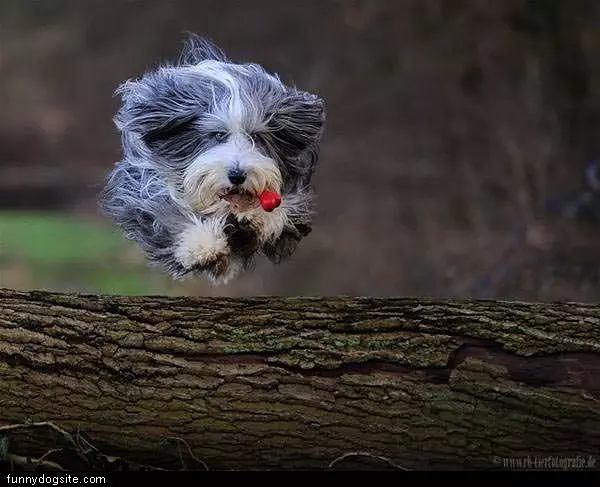 Running Dog