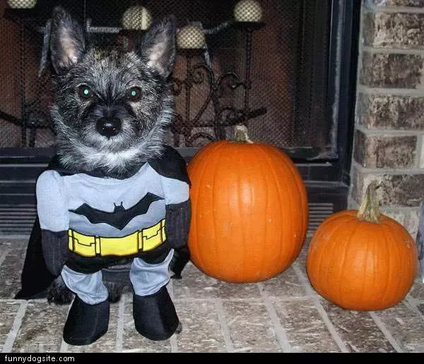 Bat Dog