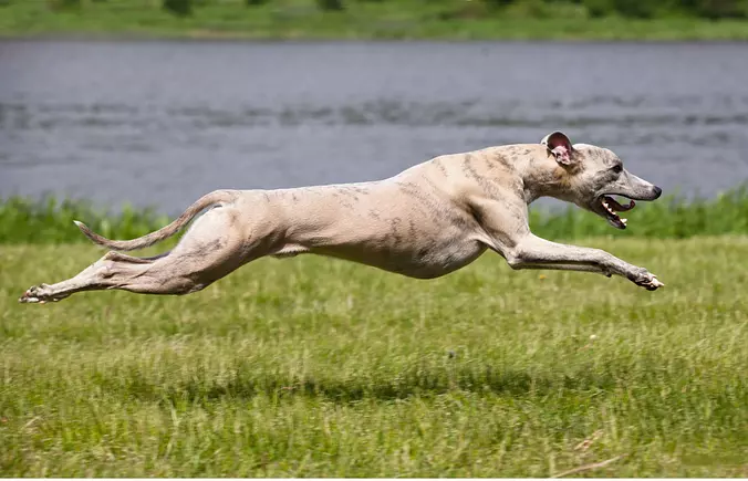 Greyhound running