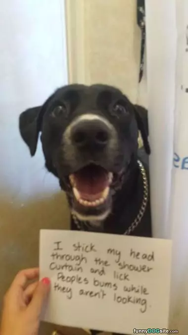 This Dog Loves Pranks