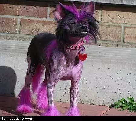 Nice Haircut