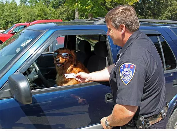 License Please