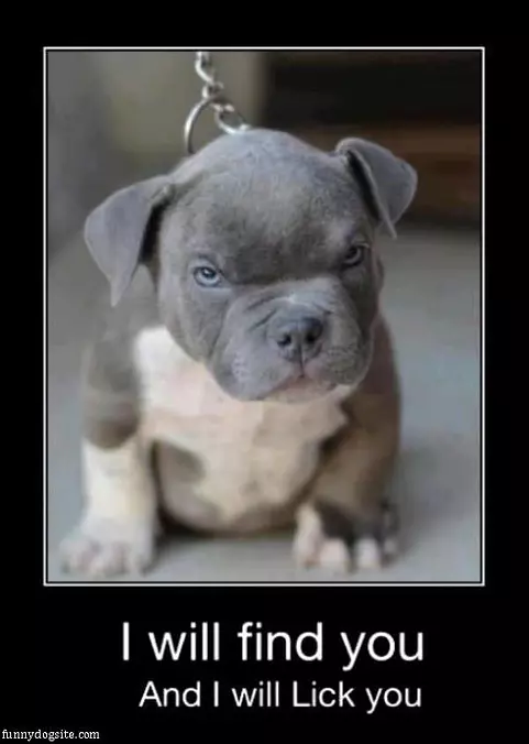 I Will Find You