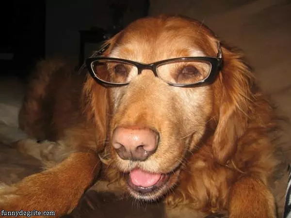 Very Smart Dog