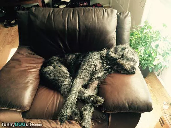 Chillin On The Couch