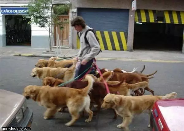 Dog Walker