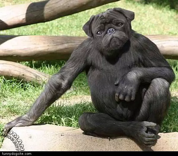 Dog Monkey