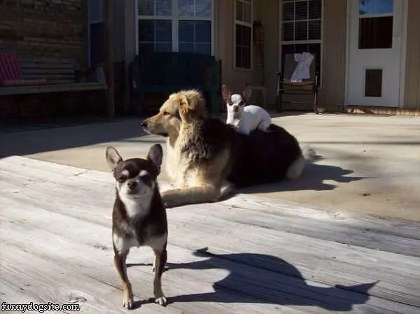 The Dog Bench
