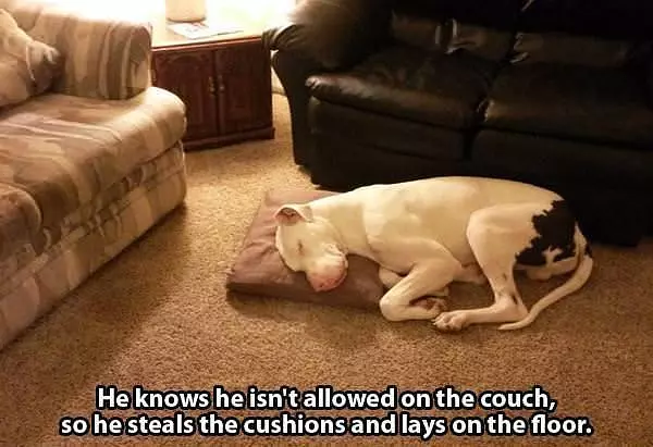 Not Allowed On The Couch