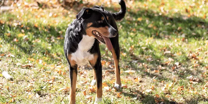 Appenzeller Sennenhund